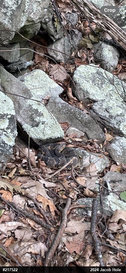 Timber Rattlesnake