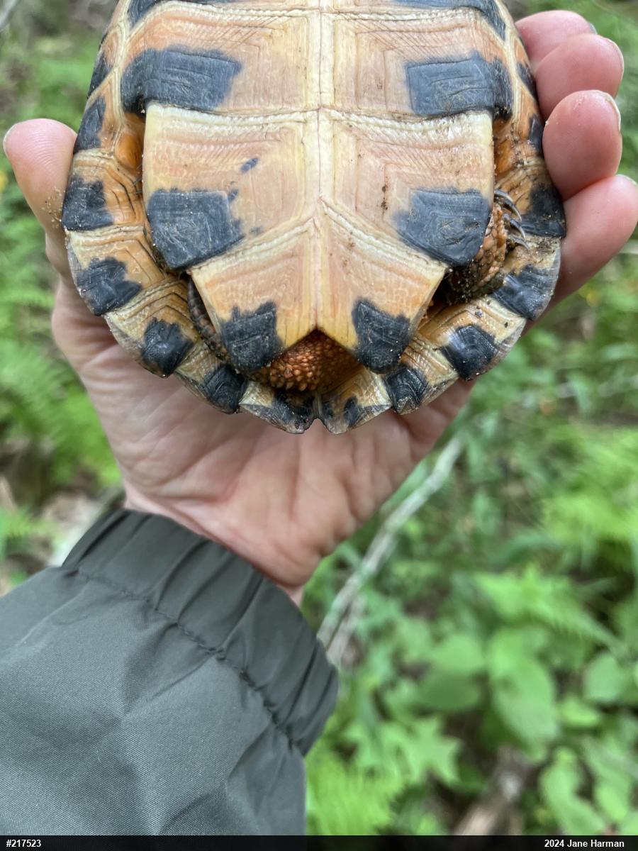Wood Turtle