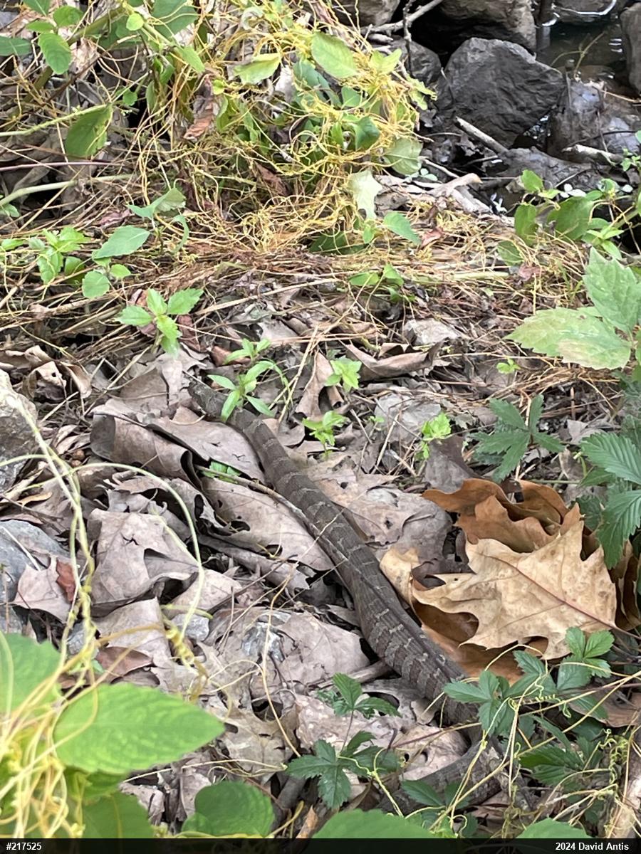 Northern Watersnake