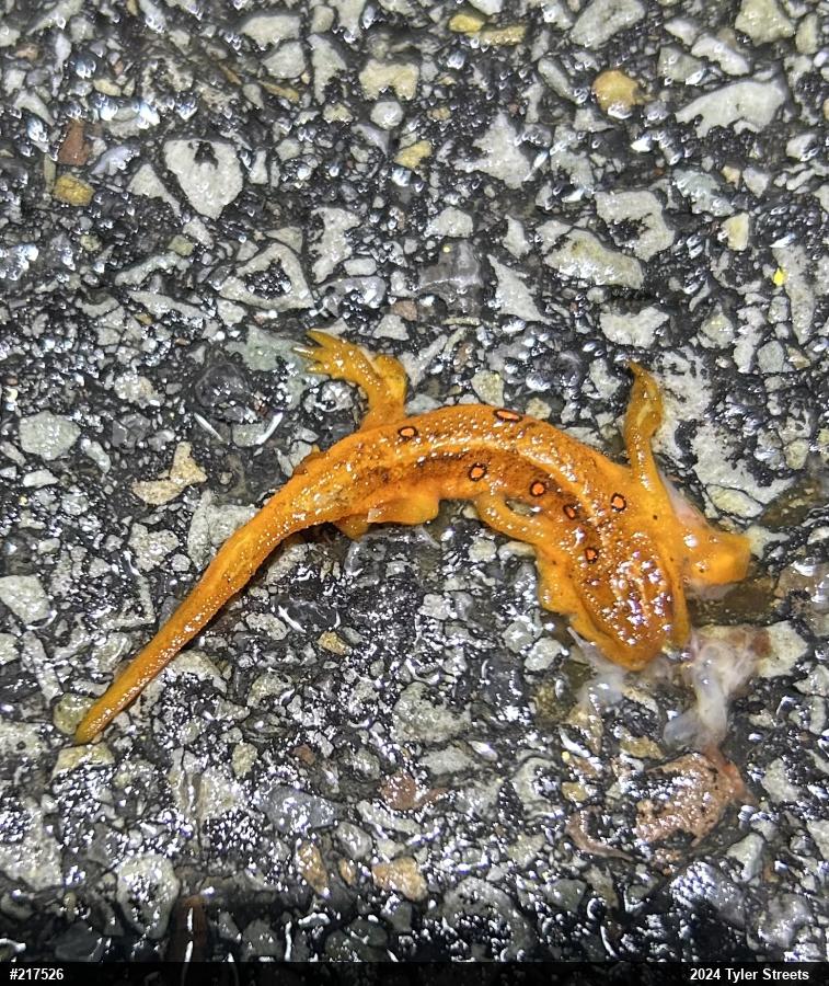 Red-spotted Newt