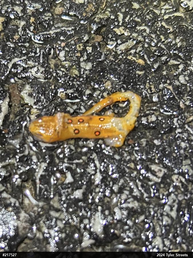 Red-spotted Newt