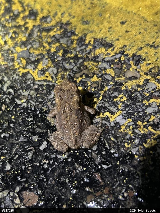 Eastern American Toad