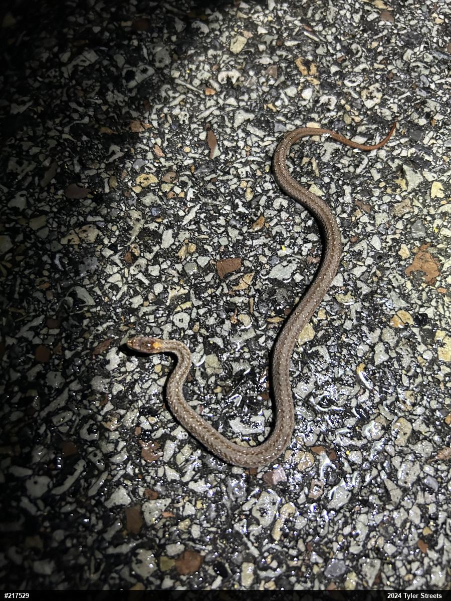 Red-bellied Snake
