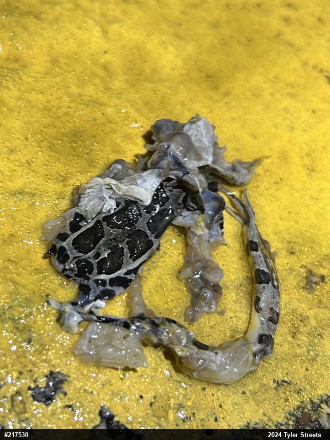 Pickerel Frog