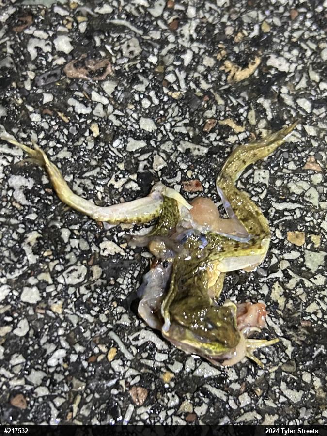 Green Frog