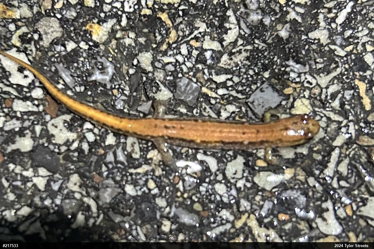 Allegheny Mountain Dusky Salamander