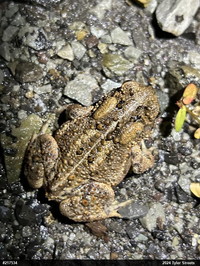 Eastern American Toad