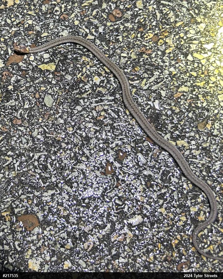 Red-bellied Snake