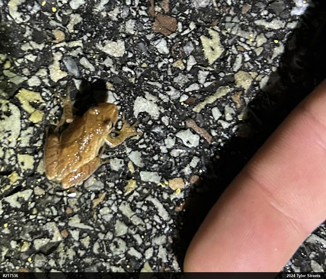 Spring Peeper