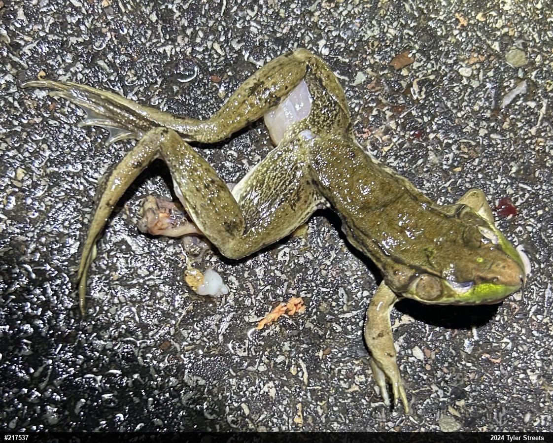 Green Frog