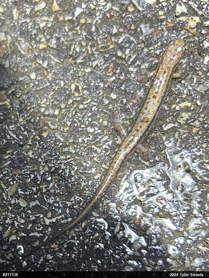 Allegheny Mountain Dusky Salamander