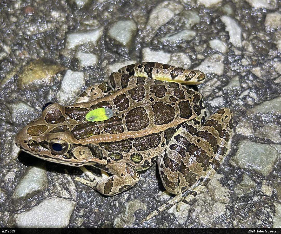 Pickerel Frog