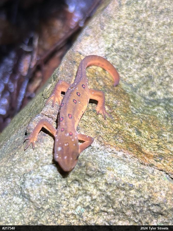 Red-spotted Newt