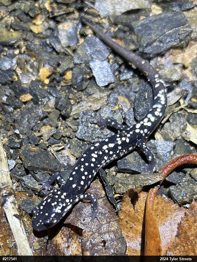 Northern Slimy Salamander