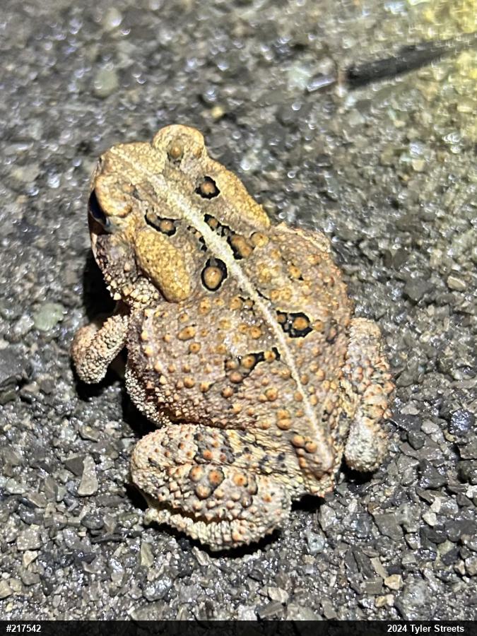 Eastern American Toad