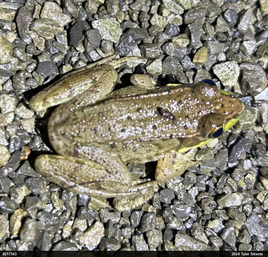 Green Frog