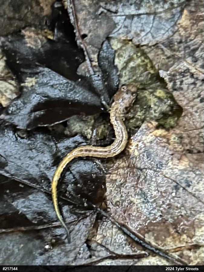 Allegheny Mountain Dusky Salamander