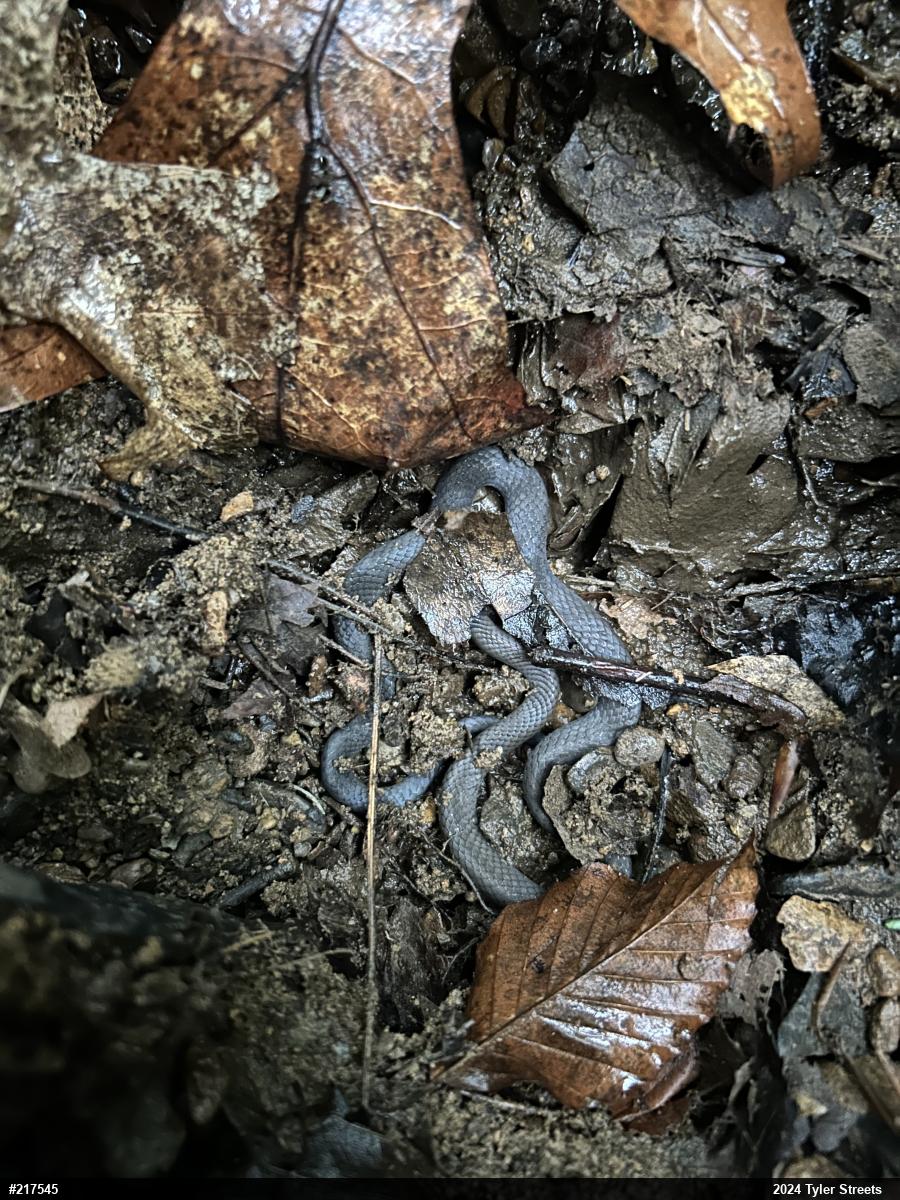 Northern Ring-necked Snake