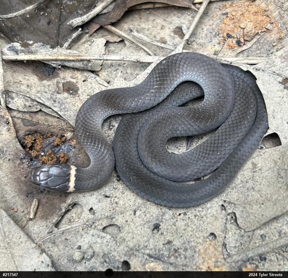 Northern Ring-necked Snake