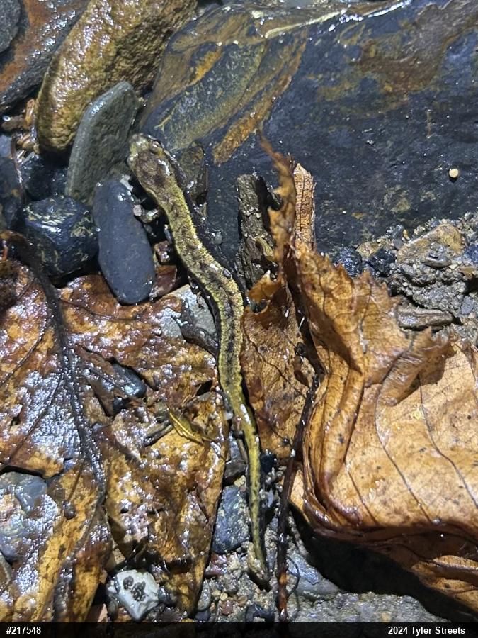 Allegheny Mountain Dusky Salamander