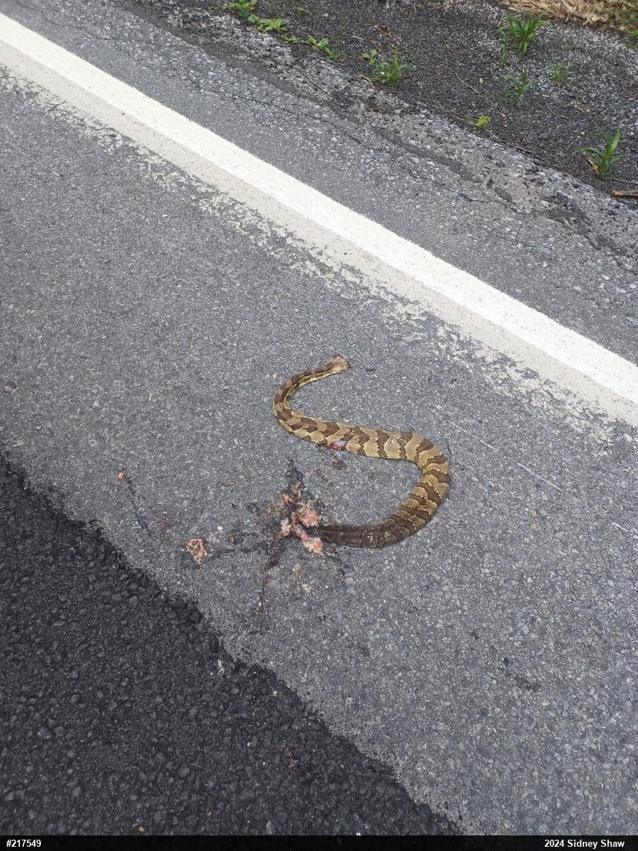 Timber Rattlesnake