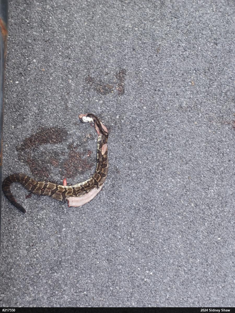 Timber Rattlesnake
