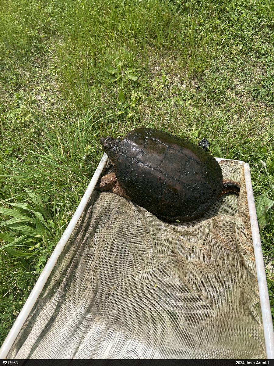 Snapping Turtle