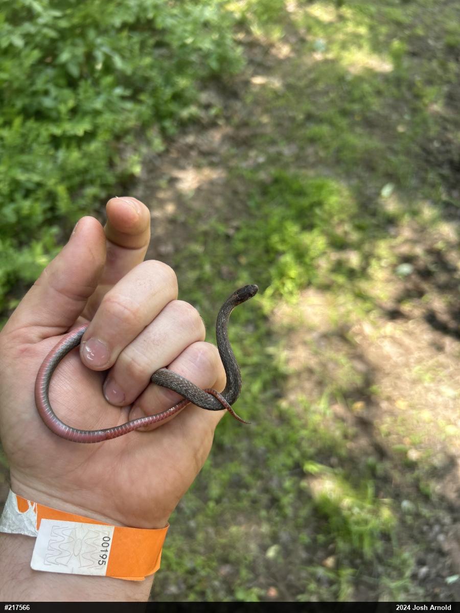 Red-bellied Snake