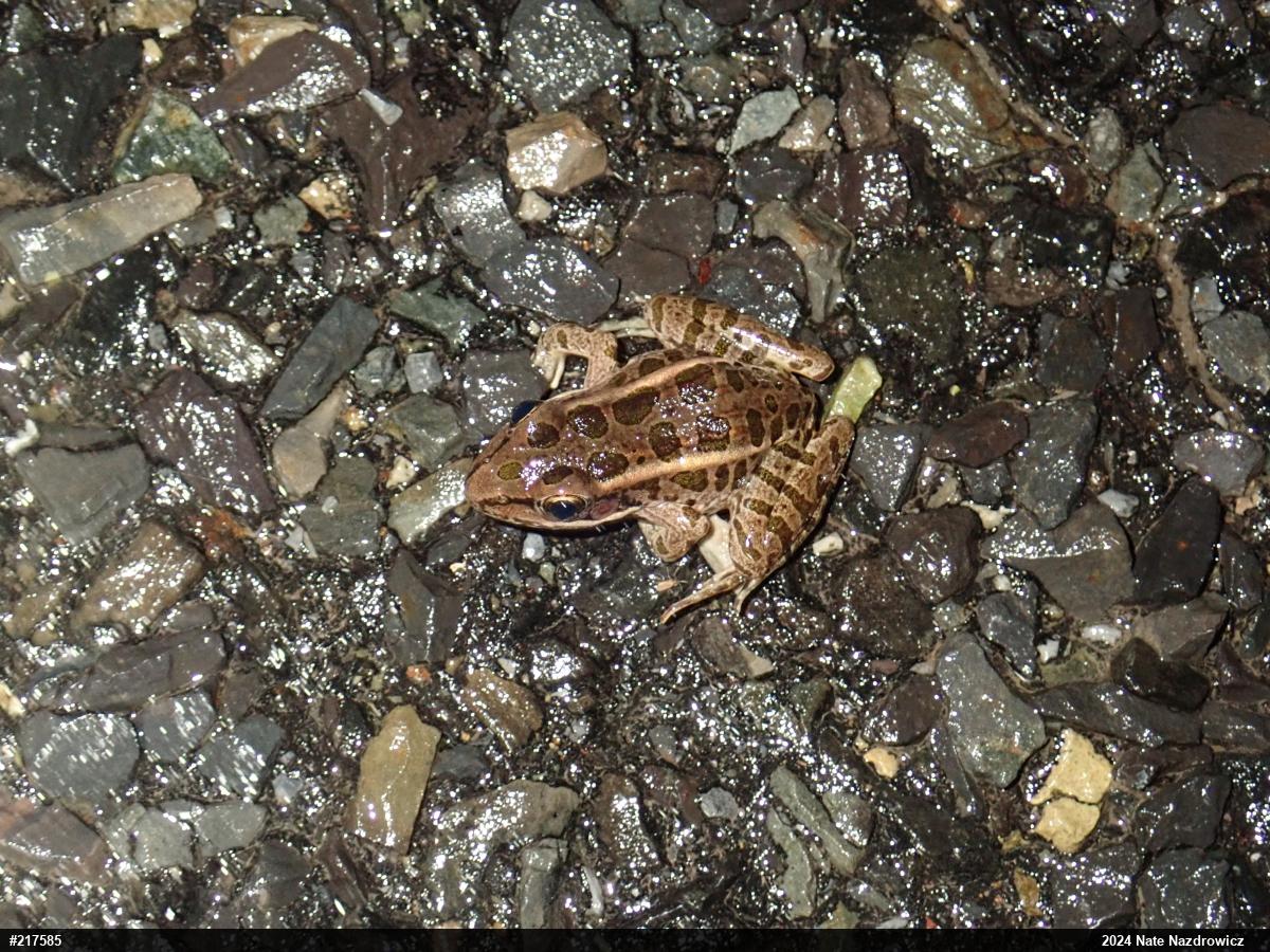 Pickerel Frog