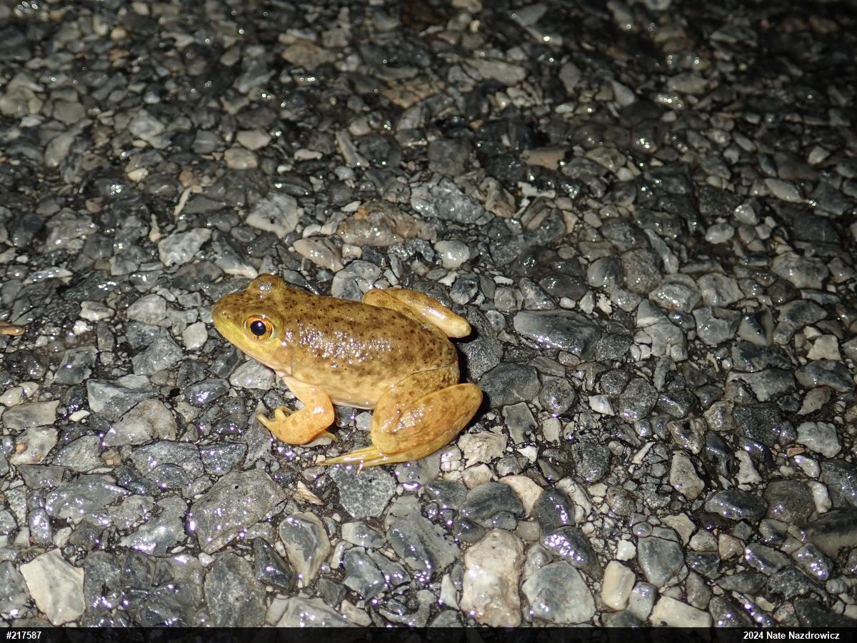 American Bullfrog