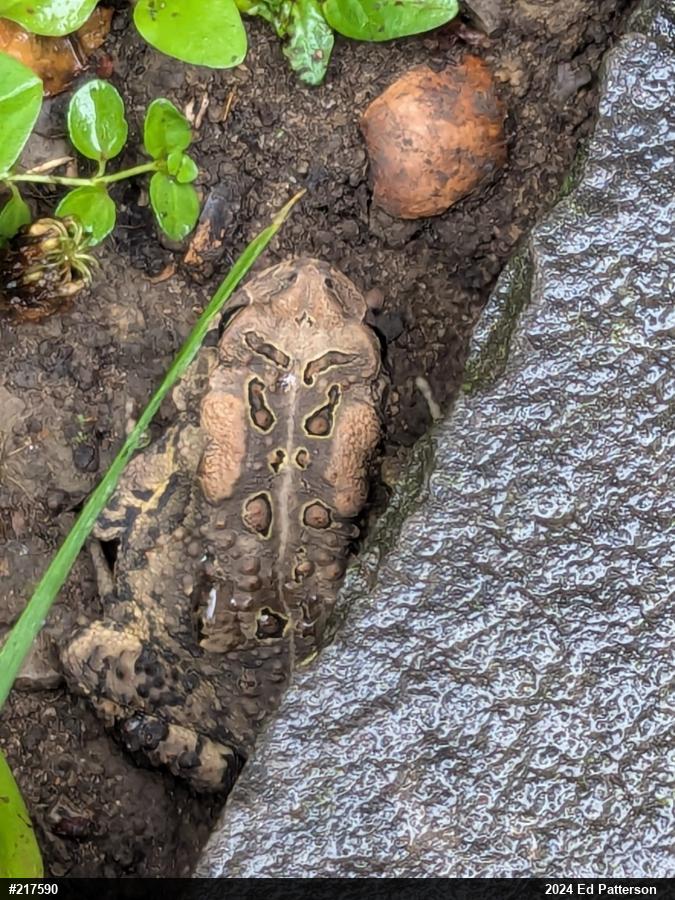 Eastern American Toad
