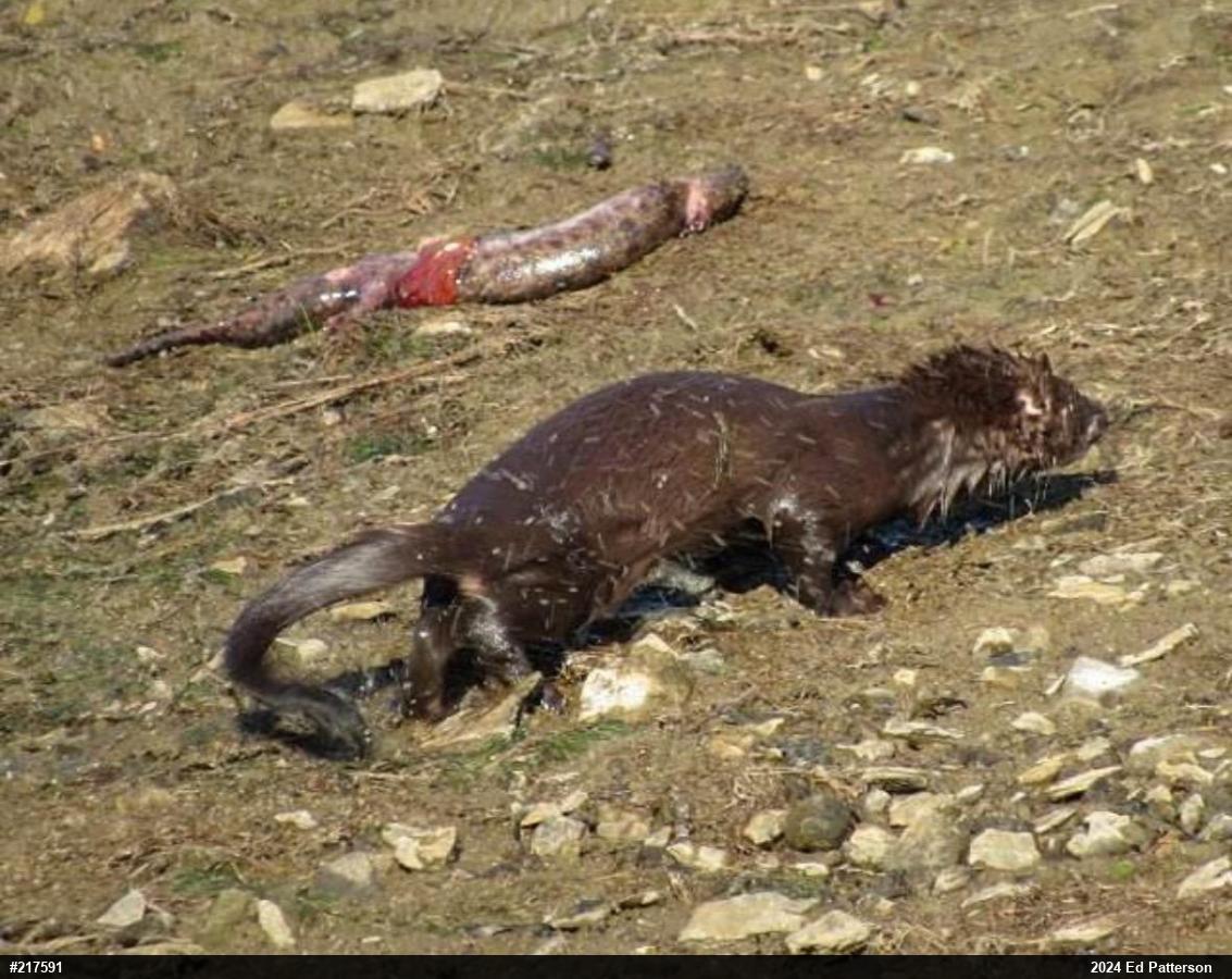 Common Mudpuppy