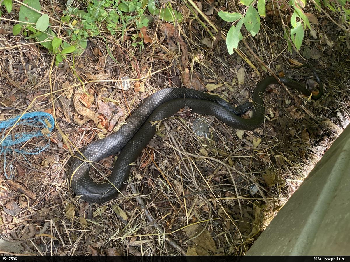 Northern Black Racer