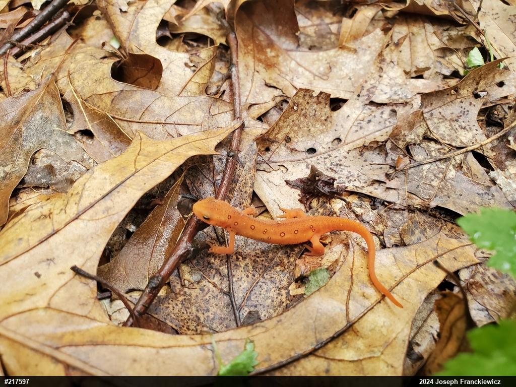 Red-spotted Newt