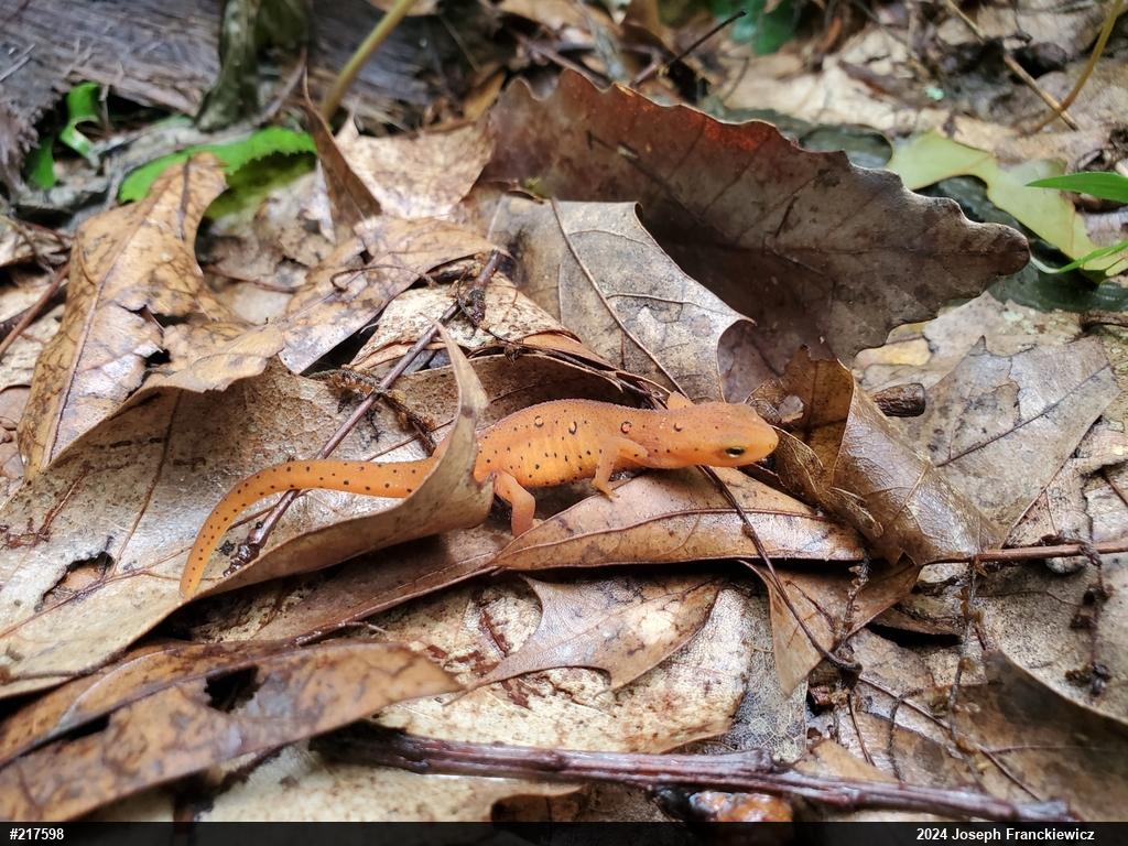 Red-spotted Newt