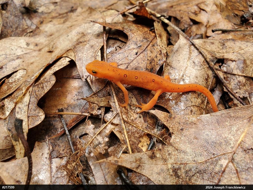 Red-spotted Newt