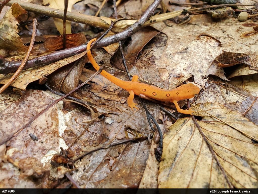 Red-spotted Newt