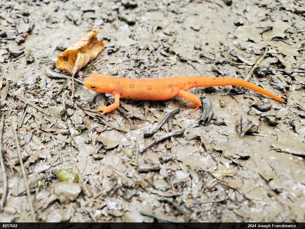 Red-spotted Newt