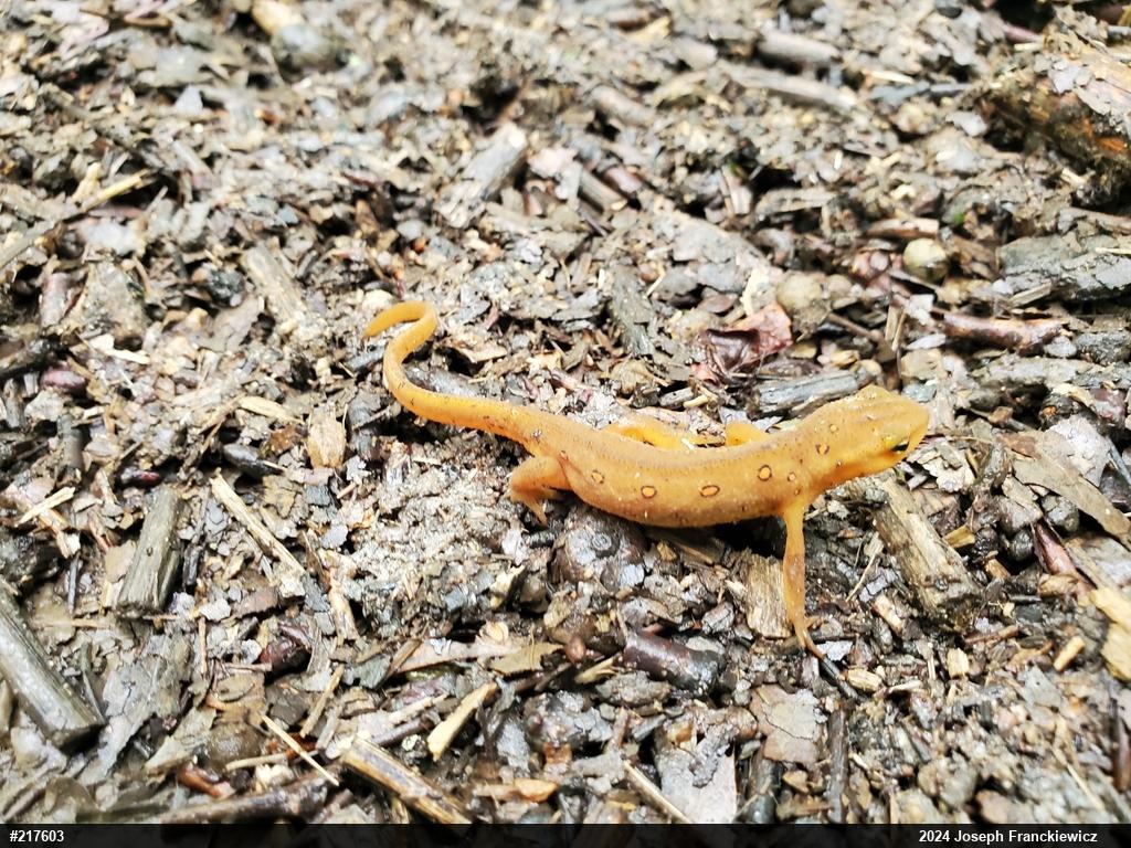 Red-spotted Newt