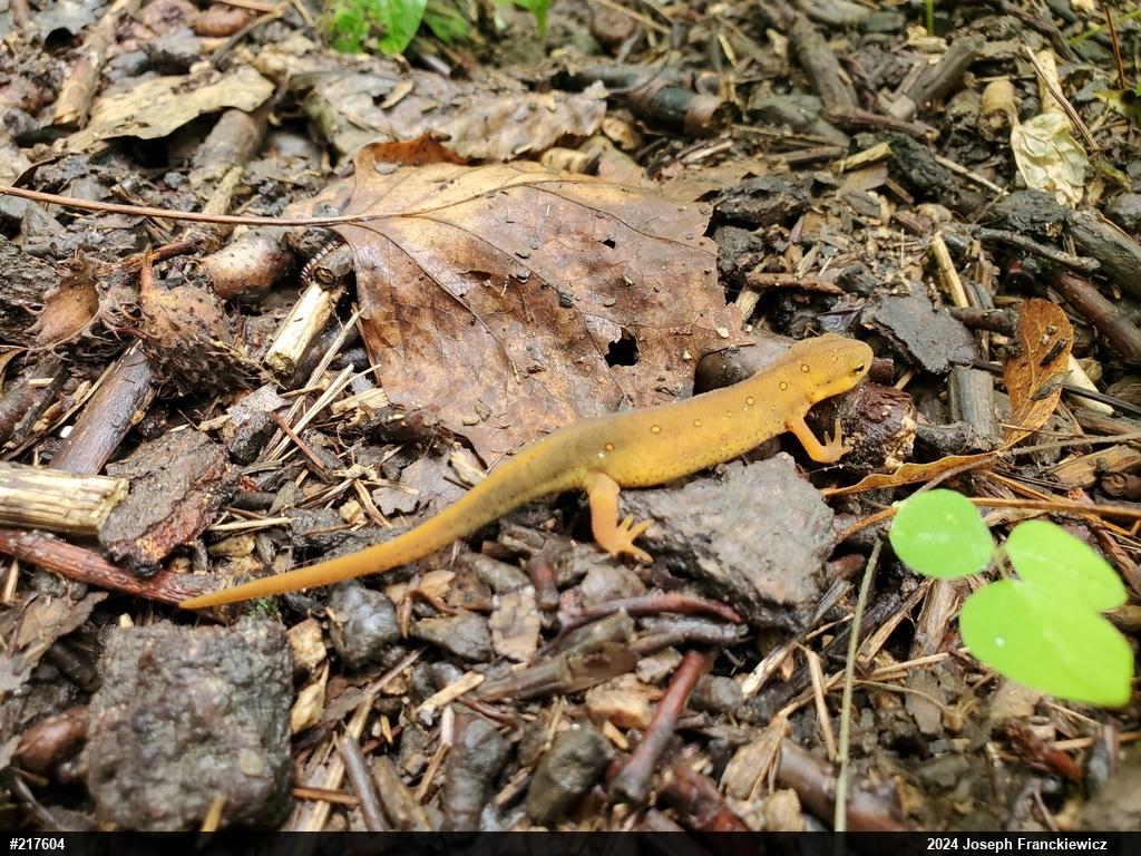 Red-spotted Newt