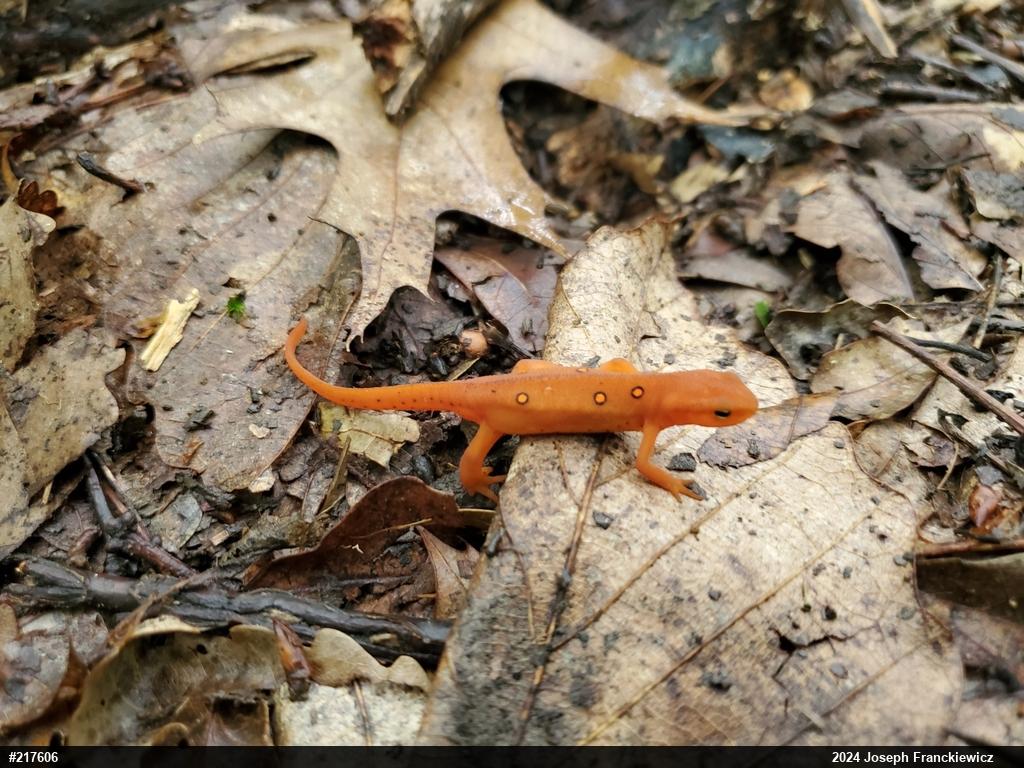 Red-spotted Newt