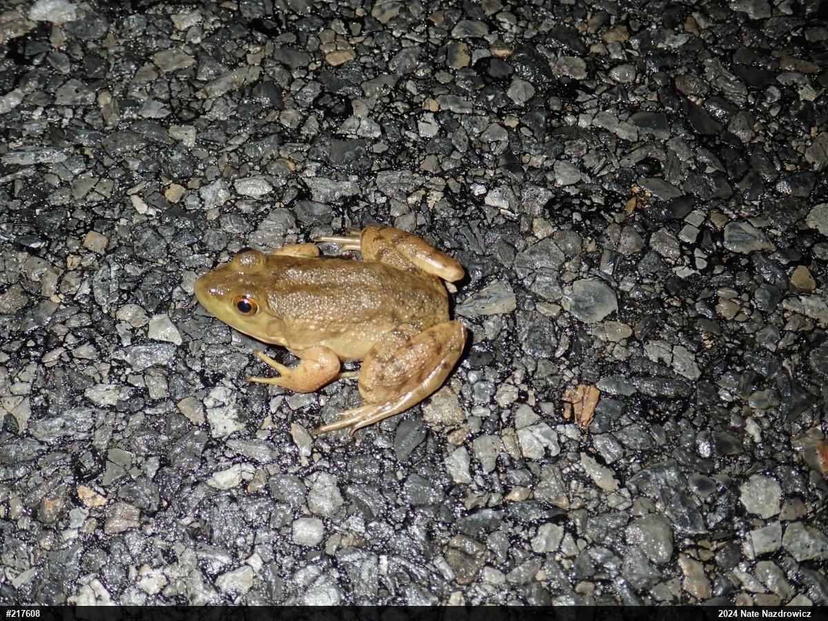 American Bullfrog