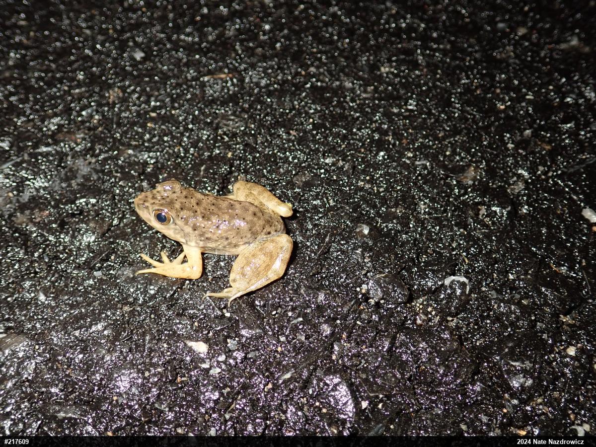 American Bullfrog