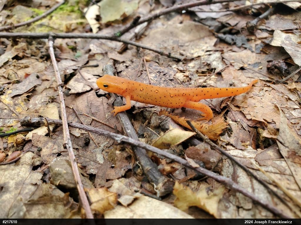 Red-spotted Newt