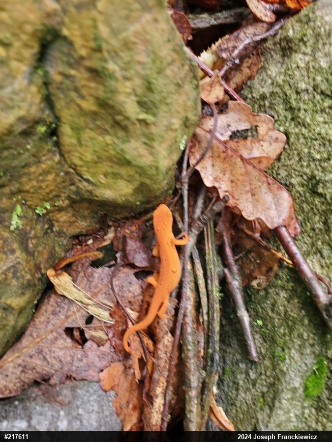 Red-spotted Newt