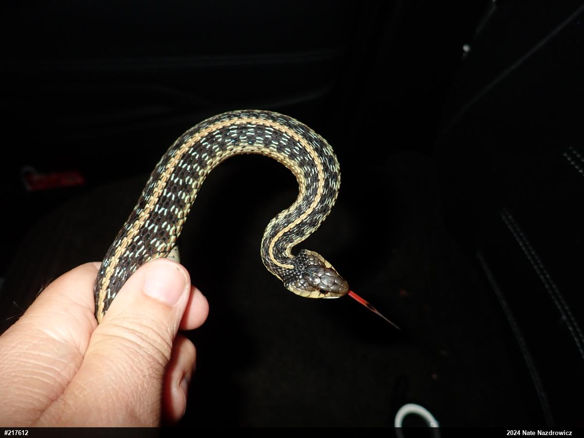 Eastern Gartersnake