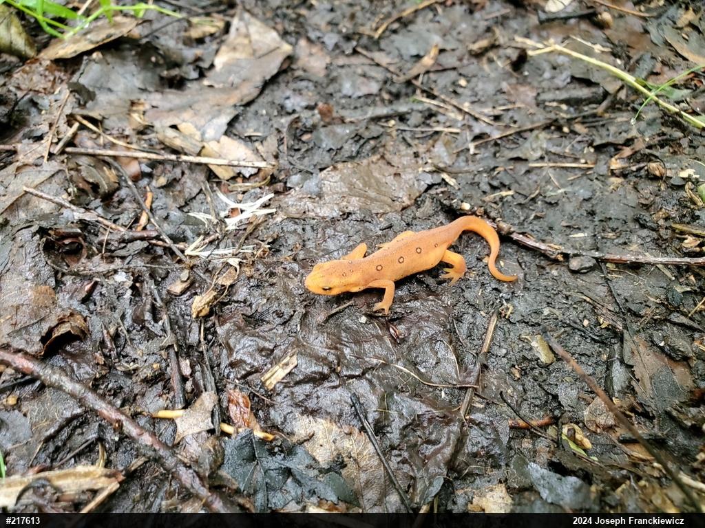Red-spotted Newt