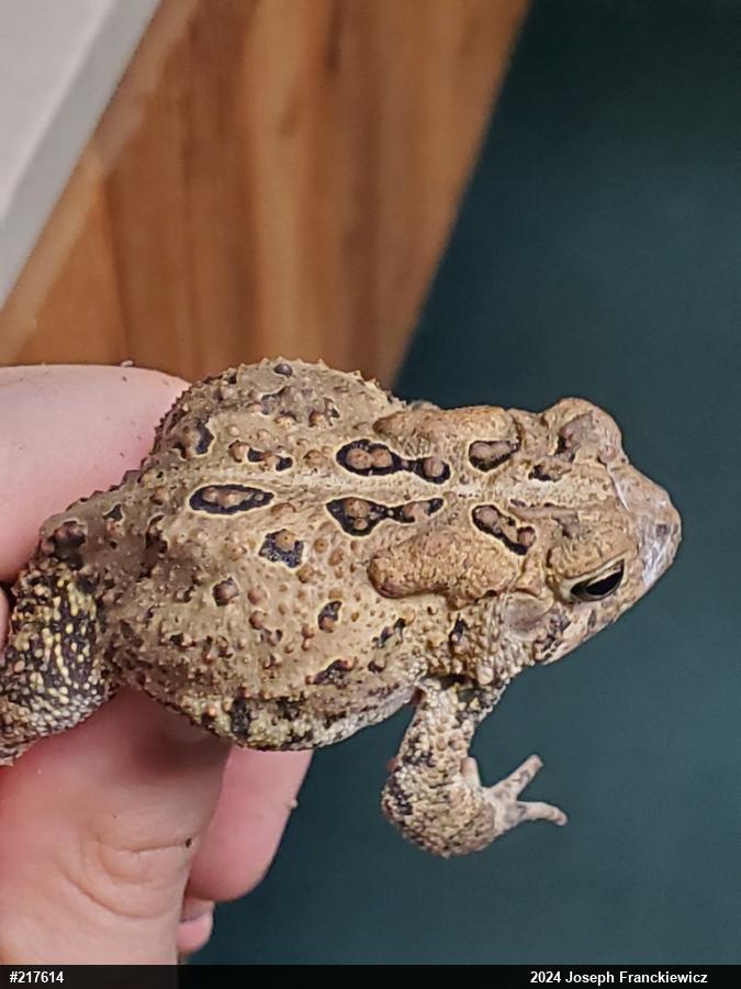 Eastern American Toad
