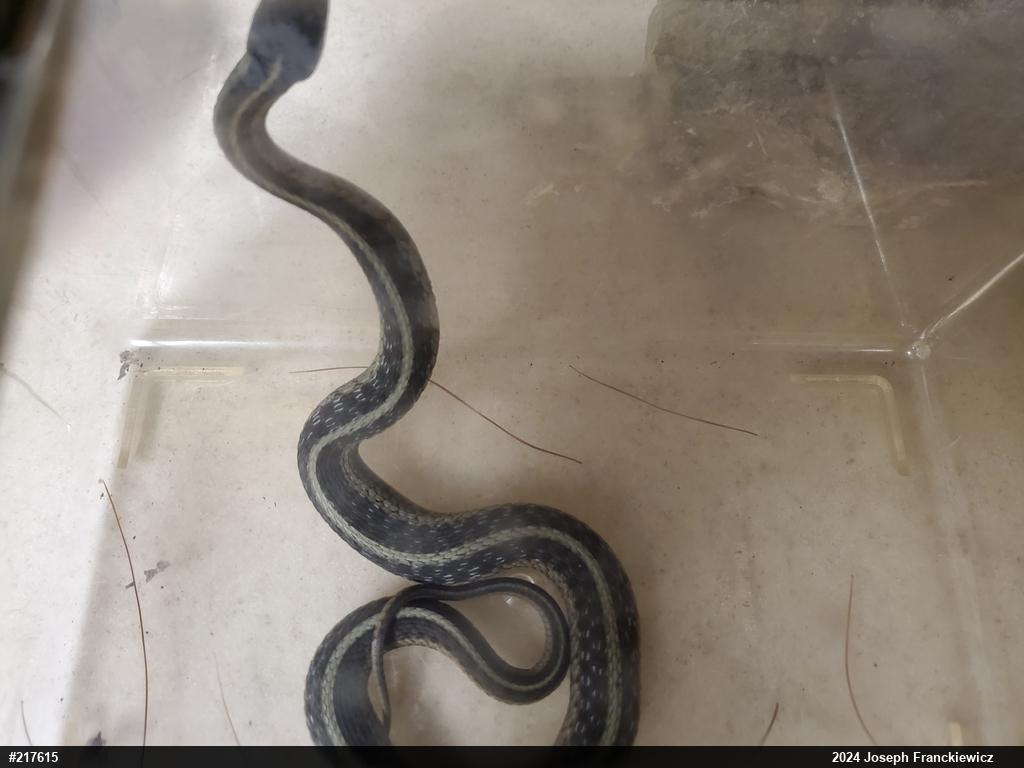 Eastern Gartersnake