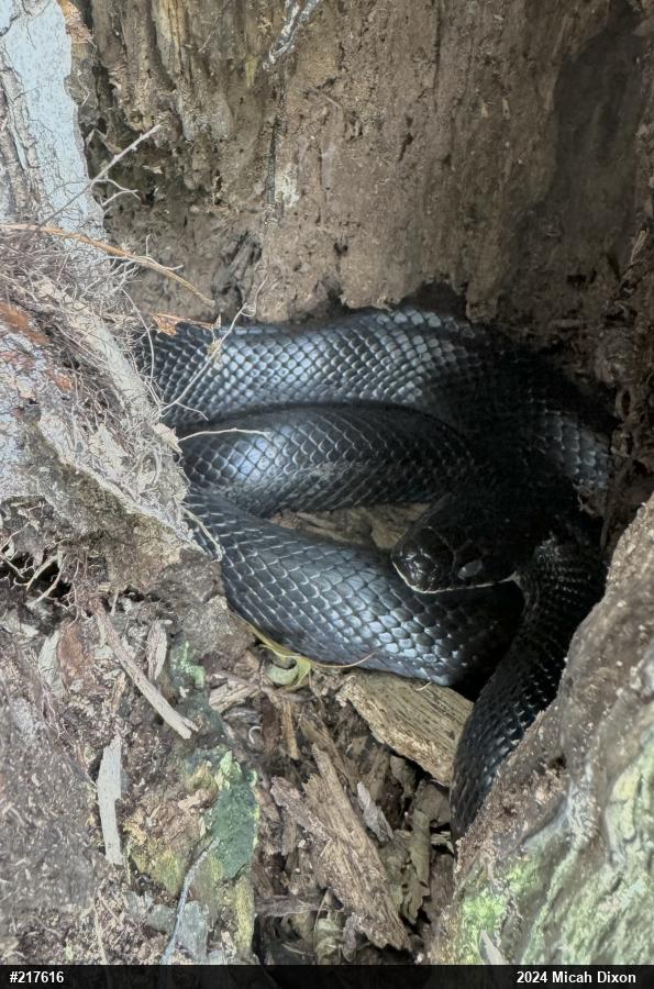 Eastern Ratsnake